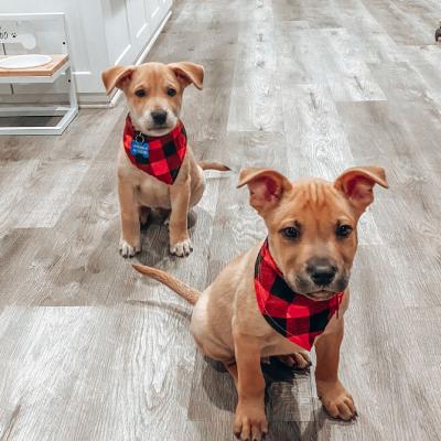 PUPPY ADOPTION