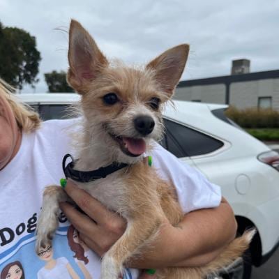 DOG ADOPTION EVENT